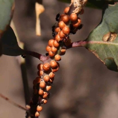 Eriococcus coriaceus (Gumtree Scale) at Bruce Ridge - 22 Mar 2024 by ConBoekel