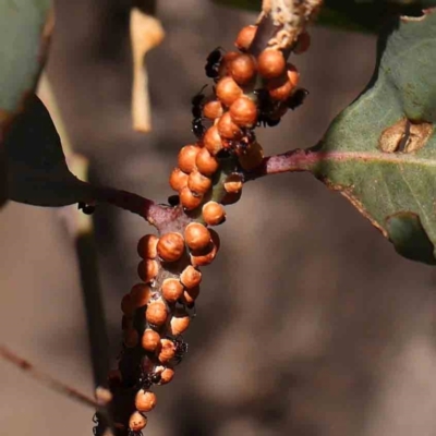 Eriococcus coriaceus (Gumtree Scale) at Bruce Ridge - 22 Mar 2024 by ConBoekel