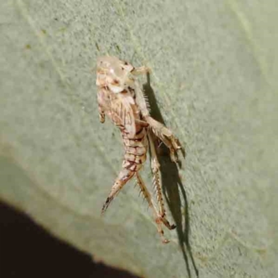 Fulgoroidea sp. (superfamily) (Unidentified fulgoroid planthopper) at Bruce Ridge - 21 Mar 2024 by ConBoekel