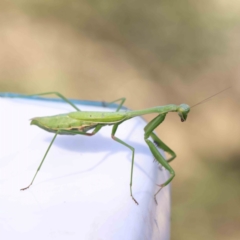 Pseudomantis albofimbriata at Bruce Ridge - 21 Mar 2024 by ConBoekel