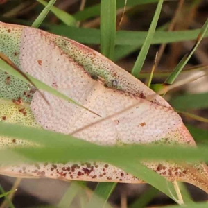 Epicyme rubropunctaria at Bruce Ridge - 22 Mar 2024