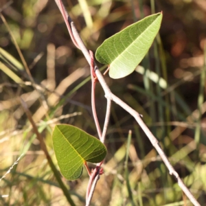 Hardenbergia violacea at Bruce Ridge - 22 Mar 2024 09:52 AM