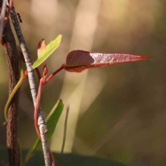 Hardenbergia violacea at Bruce Ridge - 22 Mar 2024