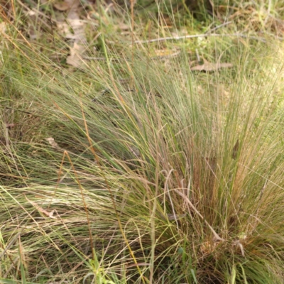 Nassella trichotoma (Serrated Tussock) at O'Connor, ACT - 22 Mar 2024 by ConBoekel
