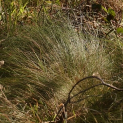 Nassella trichotoma at Bruce Ridge - 22 Mar 2024 11:00 AM