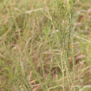 Melaleuca parvistaminea at Bruce Ridge - 22 Mar 2024