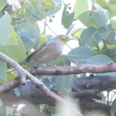 Zosterops lateralis (Silvereye) at Bruce Ridge - 22 Mar 2024 by ConBoekel