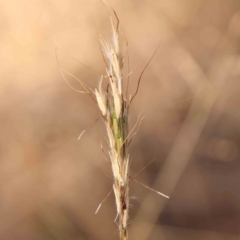 Bothriochloa macra (Red Grass, Red-leg Grass) at O'Connor, ACT - 21 Mar 2024 by ConBoekel