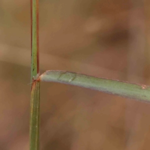 Bothriochloa macra at Bruce Ridge - 22 Mar 2024