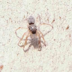 Arasia mollicoma (Flat-white Jumping Spider) at Bruce Ridge - 21 Mar 2024 by ConBoekel