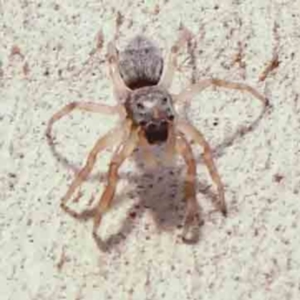 Arasia mollicoma at Bruce Ridge - 22 Mar 2024 10:16 AM