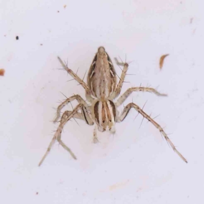 Oxyopes sp. (genus) (Lynx spider) at Bruce Ridge - 21 Mar 2024 by ConBoekel
