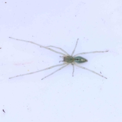 Unidentified Spider (Araneae) at O'Connor, ACT - 21 Mar 2024 by ConBoekel