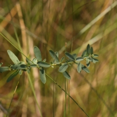 Hypericum perforatum (St John's Wort) at O'Connor, ACT - 21 Mar 2024 by ConBoekel