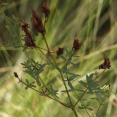 Hypericum perforatum at Bruce Ridge - 22 Mar 2024