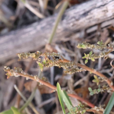 Dysphania pumilio (Small Crumbweed) at Bruce Ridge - 22 Mar 2024 by ConBoekel