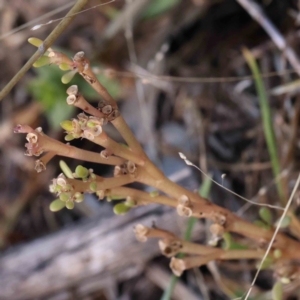 Dysphania pumilio at Bruce Ridge - 22 Mar 2024 10:27 AM