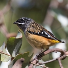 Pardalotus punctatus (Spotted Pardalote) at Melba, ACT - 25 Mar 2024 by kasiaaus