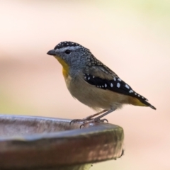 Pardalotus punctatus at Melba, ACT - 25 Mar 2024