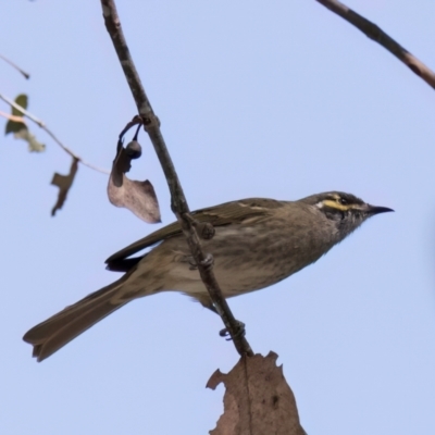 Caligavis chrysops (Yellow-faced Honeyeater) at Melba, ACT - 25 Mar 2024 by kasiaaus