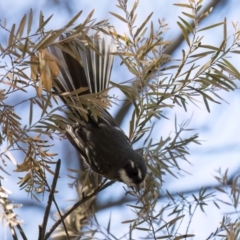 Rhipidura albiscapa (Grey Fantail) at Melba, ACT - 25 Mar 2024 by kasiaaus