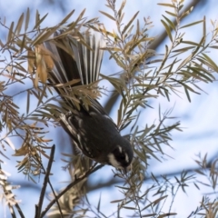 Rhipidura albiscapa (Grey Fantail) at Melba, ACT - 24 Mar 2024 by kasiaaus