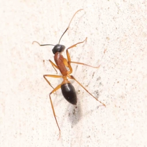 Camponotus consobrinus at Bruce Ridge - 22 Mar 2024 10:16 AM