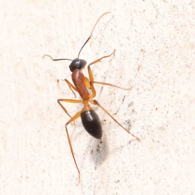 Camponotus consobrinus (Banded sugar ant) at Bruce Ridge - 21 Mar 2024 by ConBoekel