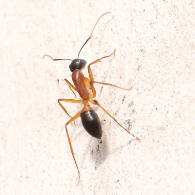 Camponotus consobrinus (Banded sugar ant) at Bruce Ridge - 22 Mar 2024 by ConBoekel