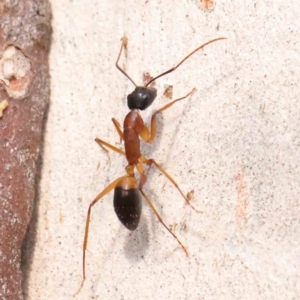 Camponotus consobrinus at Bruce Ridge - 22 Mar 2024 10:16 AM