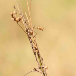 Juncus sp. at Bruce Ridge - 22 Mar 2024