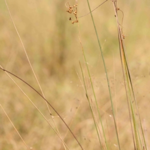 Juncus sp. at Bruce Ridge - 22 Mar 2024