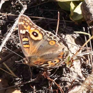 Junonia villida at Bruce Ridge - 21 Mar 2024 03:52 PM