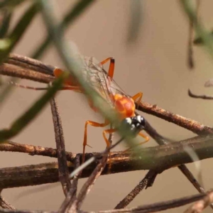 Stiromesostenus sp. (genus) at Bruce Ridge - 22 Mar 2024