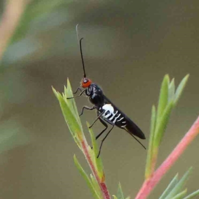 Callibracon capitator (White Flank Black Braconid Wasp) at Bruce Ridge - 21 Mar 2024 by ConBoekel