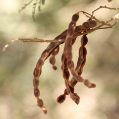 Acacia mearnsii (Black Wattle) at Bruce Ridge - 21 Mar 2024 by ConBoekel