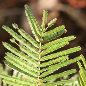 Acacia mearnsii at Bruce Ridge - 22 Mar 2024