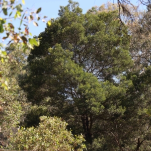 Acacia mearnsii at Bruce Ridge - 22 Mar 2024