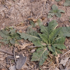 Salvia verbenaca var. verbenaca (Wild Sage) at O'Connor, ACT - 22 Mar 2024 by ConBoekel