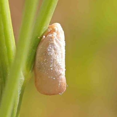 Anzora unicolor (Grey Planthopper) at Bruce Ridge - 22 Mar 2024 by ConBoekel