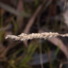 Holcus lanatus (Yorkshire Fog) at O'Connor, ACT - 21 Mar 2024 by ConBoekel