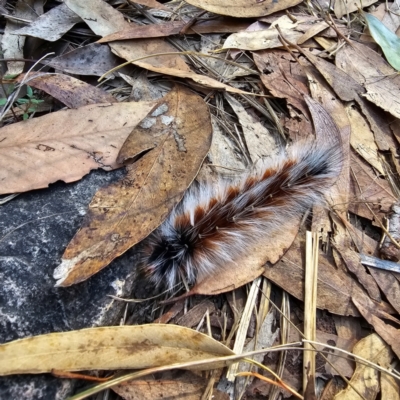 Anthela varia (Hairy Mary) at Black Mountain - 25 Mar 2024 by Csteele4