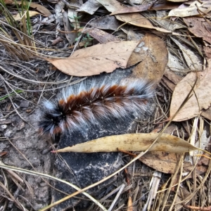 Anthela varia at Black Mountain - 26 Mar 2024 10:42 AM