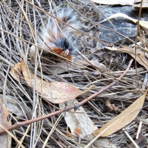 Anthela varia at Black Mountain - 26 Mar 2024 10:42 AM