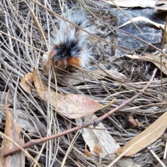 Anthela varia at Black Mountain - 26 Mar 2024 10:42 AM