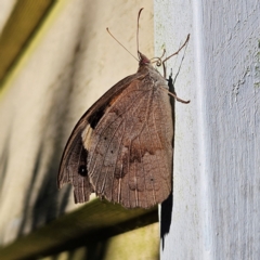 Heteronympha merope (Common Brown Butterfly) at Braidwood, NSW - 25 Mar 2024 by MatthewFrawley