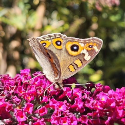 Junonia villida (Meadow Argus) at QPRC LGA - 26 Mar 2024 by MatthewFrawley