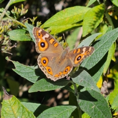 Junonia villida at QPRC LGA - 26 Mar 2024