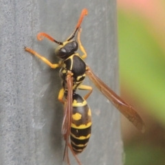 Polistes (Polistes) chinensis (Asian paper wasp) at Pollinator-friendly garden Conder - 25 Mar 2024 by michaelb