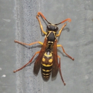 Polistes (Polistes) chinensis at Pollinator-friendly garden Conder - 25 Mar 2024